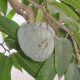 Annona di Reggio