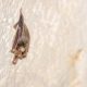 pipistrello africano