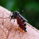 Malaria