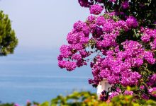 Fascination of Plants Day