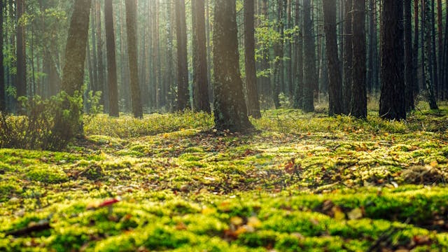 cambiamento climatico foreste europee