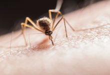 West Nile Virus