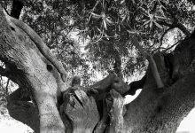 Xylella fastidiosa ricerca CREA