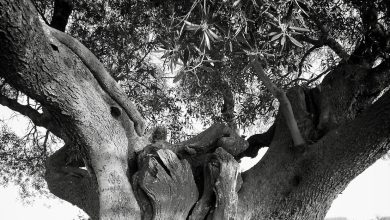 Xylella fastidiosa ricerca CREA