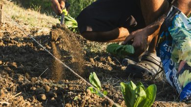 caporalato e sfruttamento lavoratori in calabria