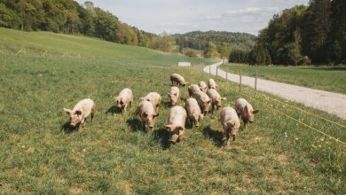 Biosicurezza allevamenti suini