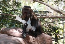 Capuchin birdprey consumo carne