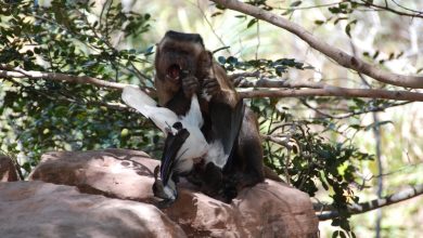 Capuchin birdprey consumo carne