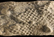 identikit paleodictyon tesse esagoni