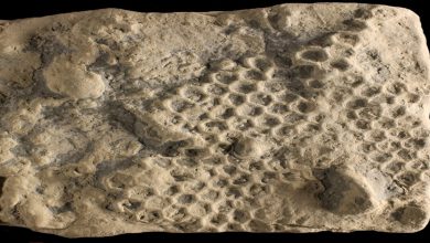 identikit paleodictyon tesse esagoni