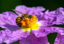 EurBee 11