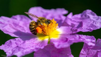 EurBee 11